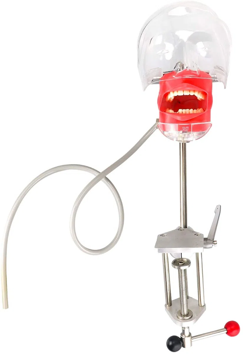 Dental Simulator Manikin Phantomkopf Kunststoff pädagogisches Zahnmodell mit Bankhalterung für Bildung, Befestigung am Tisch