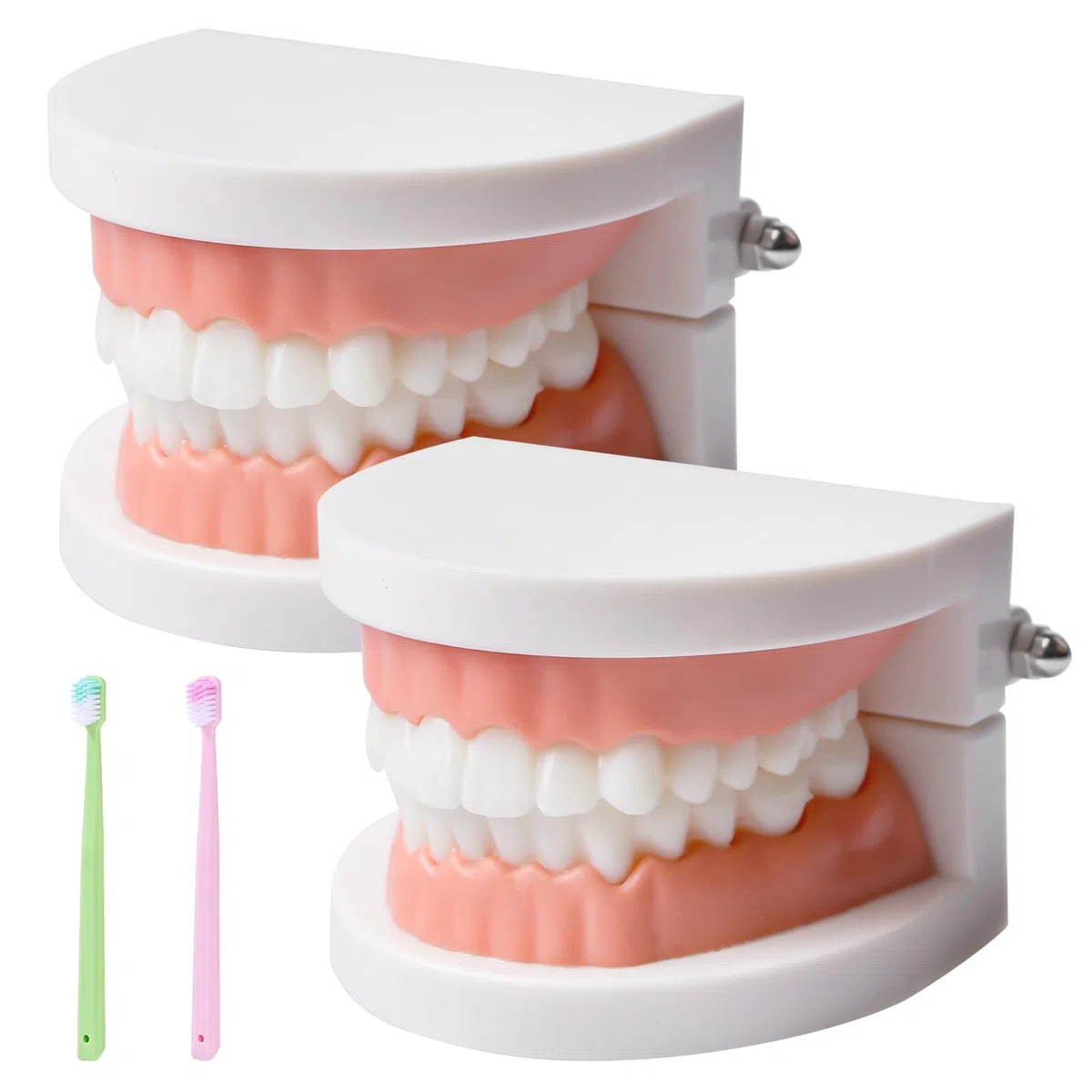 Zähne Dental Demonstrationsmodell, Mit 2 Zahnbürste, Gebiss Modell Demonstration Erwachsene Kinder, Zahnmodell Standard Teaching, Anatomisches Zahnmodell Für Zahnunterricht Oder Mundpflege