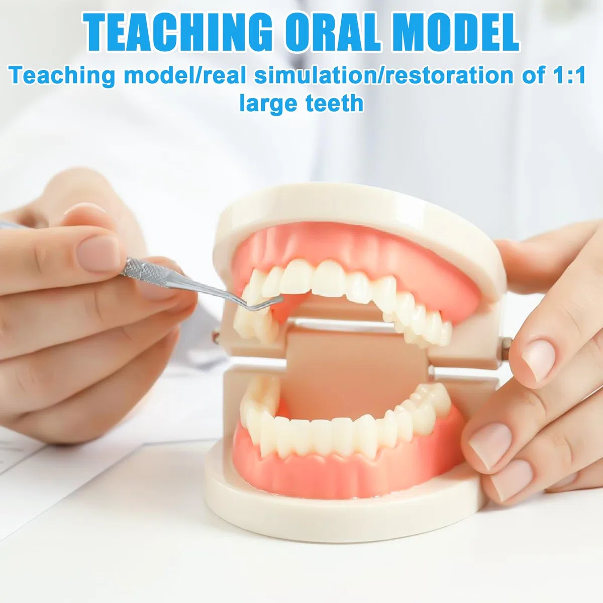 Zähne Dental Demonstrationsmodell, Mit 2 Zahnbürste, Gebiss Modell Demonstration Erwachsene Kinder, Zahnmodell Standard Teaching, Anatomisches Zahnmodell Für Zahnunterricht Oder Mundpflege
